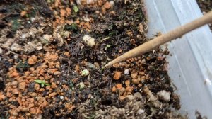 ЭУСТОМА.НЕ ТОРОПИТЕСЬ РАССТРАИВАТЬСЯ-СЕМЕНА МОГУТ ВСХОДИТЬ ДОЛГО.