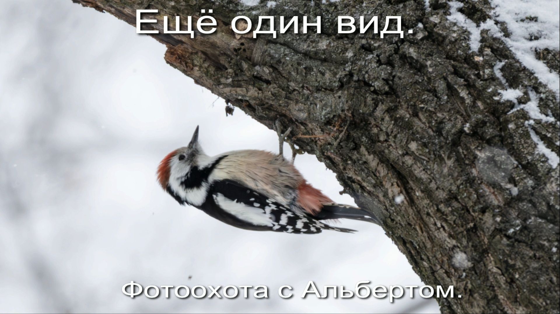 Фотоохота с Альбертом. Ещё один вид. смотреть онлайн