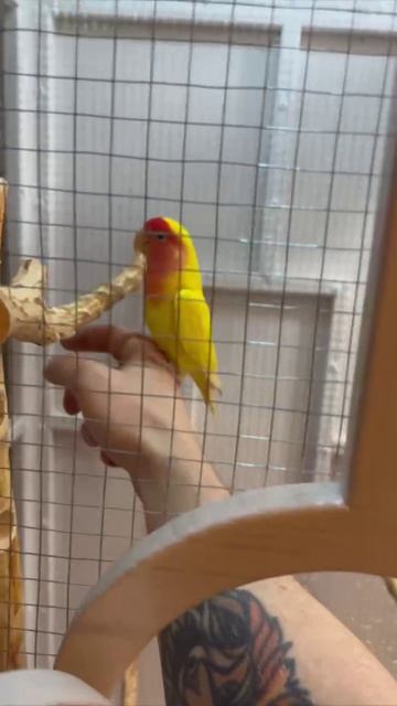 Клетка для попугаев. смотреть онлайн