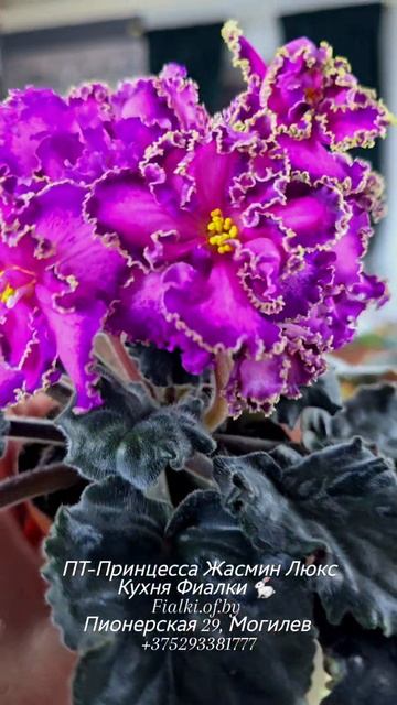 🐇🌸ПТ-Принцесса Жасмин Люкс. На столько стабильна и проста, что я просто перестала замечать ее смотреть онлайн