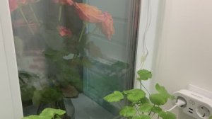 Эустома не взошла.Пеларгония на кухне.