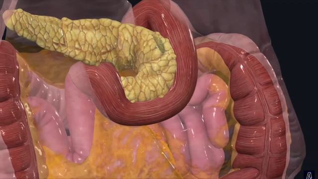 Поджелудочная железа смотреть онлайн