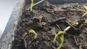 сеянцы персика