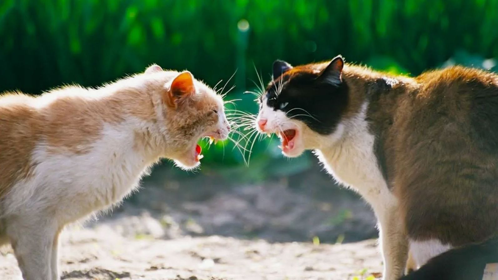 КОТЫ ДЕРУТСЯ!🙀 БЕШЕНЫЕ ДРАКИ КОТОВ😈 СУМАШЕДШИЕ РАЗБОРКИ ЖИВОТНЫХ🤕 смотреть онлайн