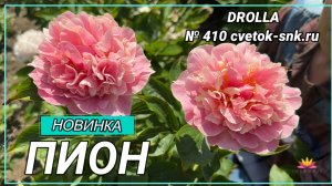 Травянистый гибрид "DROLLA"/Сад Ворошиловой