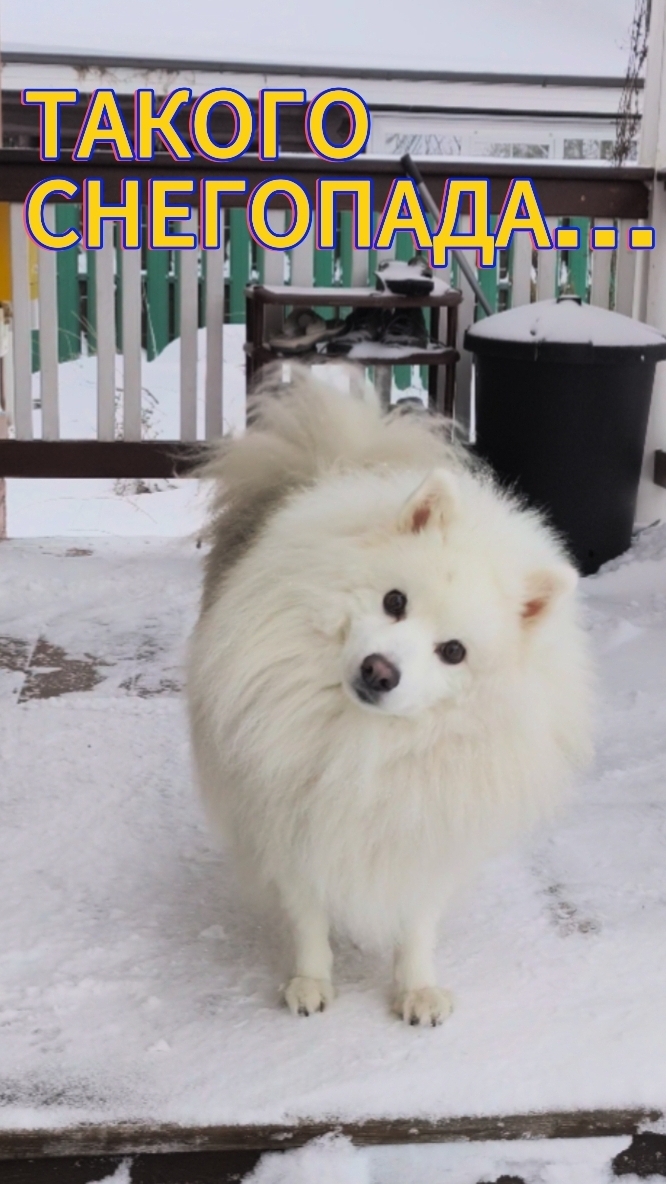 Сколько снега в МО. смотреть онлайн