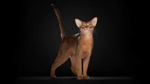 Абиссинский кот из России возглавил рейтинг Всемирной федерации кошек 2025 года