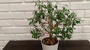 Мирт - пересадка по необходимости