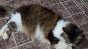 МАСЯНЯ ОТДЫХАЕТ