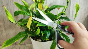 СРОЧНО в ЯНВАРЕ СДЕЛАЙ ТАК со СПАТИФИЛЛУМОМ!