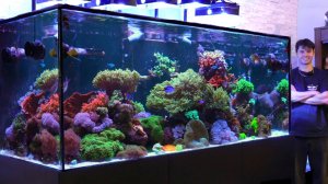 АКВАРИУМ ЗА 3,2 МЛН ДАЛСЯ НЕПРОСТО