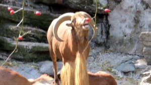 Terminator theme but it sounds like animals( [4K]