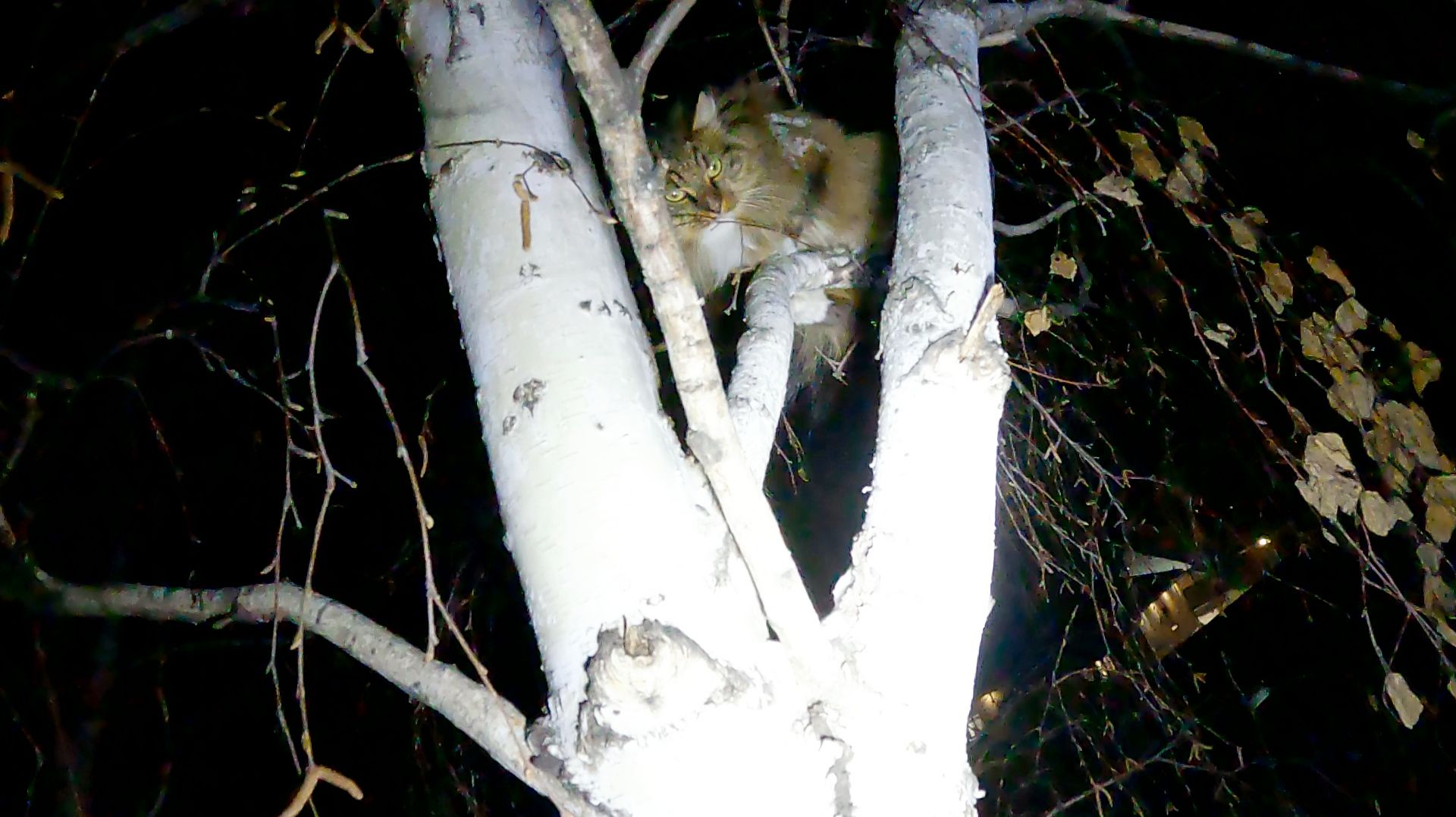 Очень мохнатая смотреть онлайн