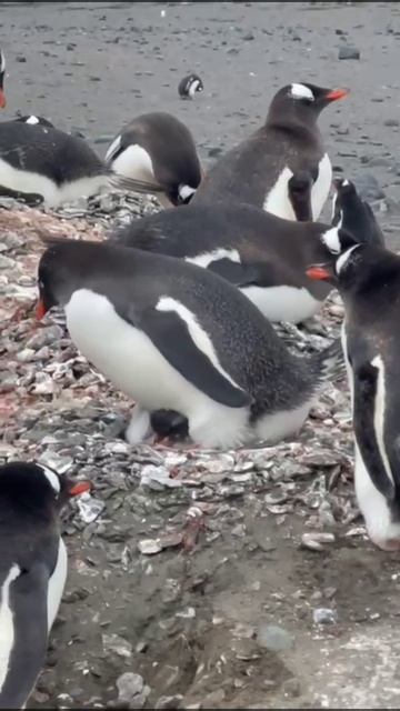 Птицы которые не умеют летать