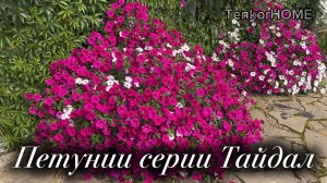 Петунии серии Тайдал!