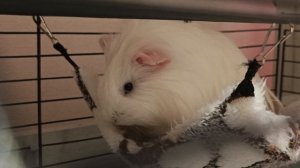 Смотреть Морская свинка на RUTUBE: подборки видео - онлайн бесплатно