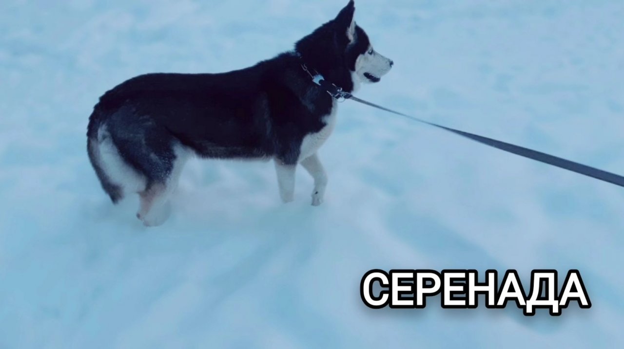 Предмет — аранжировка | 3 курс | Музыкальное звукооператорское мастерство смотреть онлайн