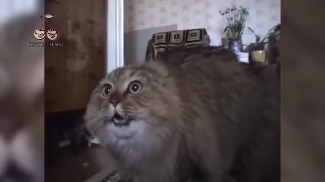 Michael Jackson - Smooth Criminal (Animal Cover) [4K]