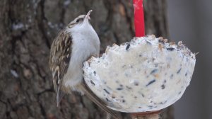 Как пищуха ест сало. Зарисовка