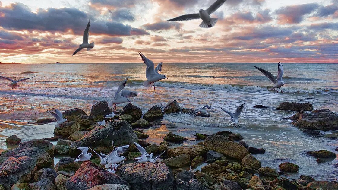 ЧЕРНЫЙ ЭКРАН, ЗВУК МОРЯ И ПТИЦ ДЛЯ СНА И МЕДИТАЦИЙ, РЕЛАКС, ДЛЯ ОТДЫХА, ЗВУК ПРИБОЯ 2 ЧАСА