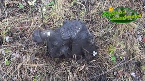 ПОИСК МЕТАЛЛА НА ПЕРЕКОПАННОЙ ТЕРРИТОРИИ! Коп металлолома