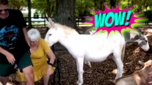 СМЕШНЫЕ ВИДЕО: ПРИКОЛЫ, КОТОРЫЕ НЕЛЬЗЯ ПРОПУСТИТЬ