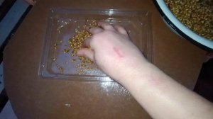 Польза пророщенного зерна для кур