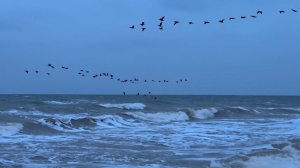 Пн, 12 янв. 2026 Зима пришла на Азовское море. Пляж Подмаячный Голубицкая Пересыпь