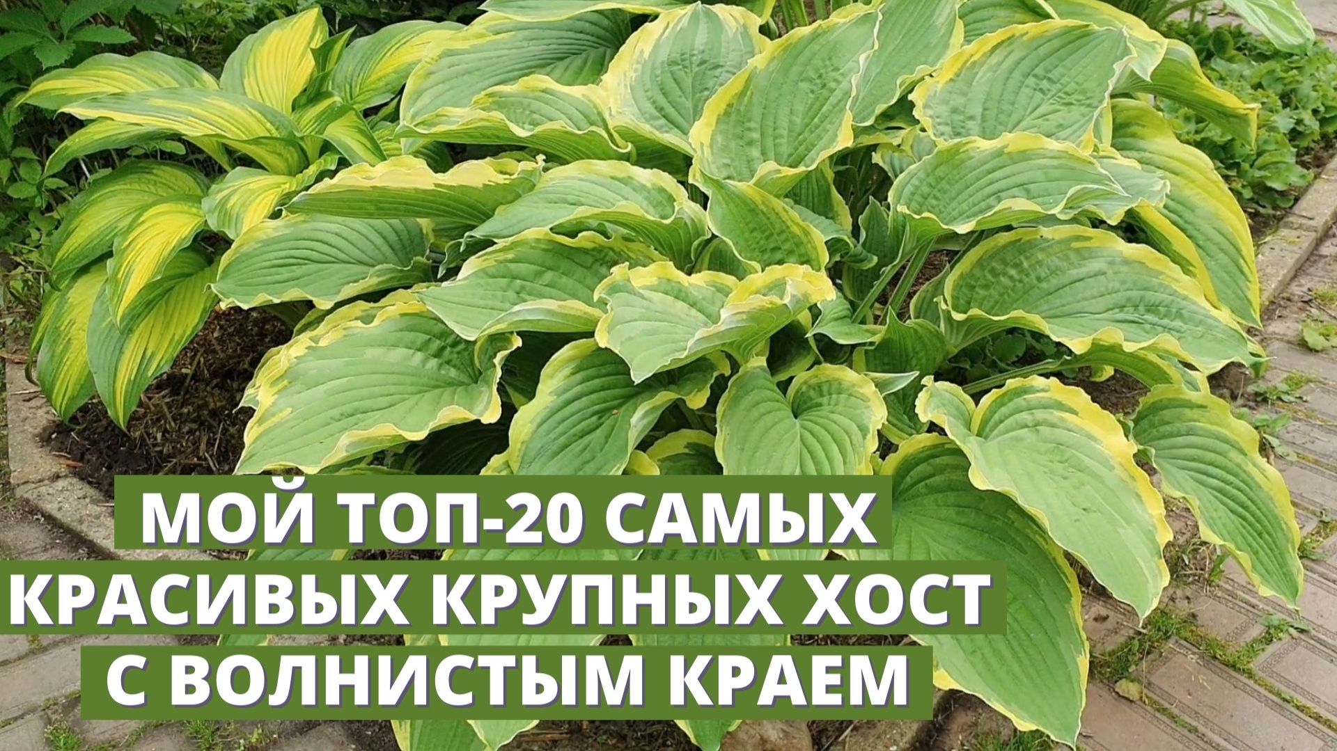 Самые красивые крупные хосты с волнистыми краями смотреть онлайн