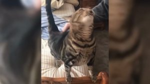 Usher - Yeah_ (Animal Cover) [4K]