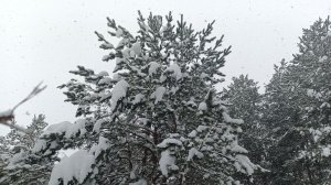 Белый снег - Василий Евич (сл.Сергей Согрин (Рудный))