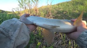 ЖЕРЕХ.решил половить жереха!!!Новый метод поразил !