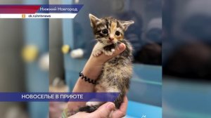 Новые пушистые обитатели появились в приюте «Сострадание НН»