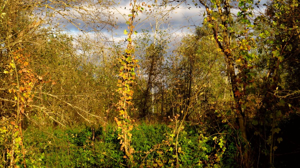 Осень раскрашивает природу смотреть онлайн