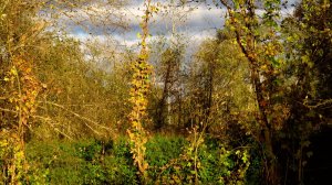 Осень раскрашивает природу