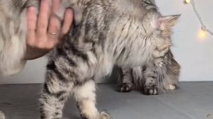 Котята питомника кошек  КУРИЛЬСКАЯ СТОЛИЦА