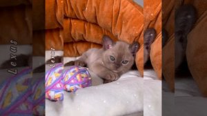 Шоколадный бурманский котёнок мальчик Lexus Freya Way. Помёт «L8»