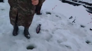 12.01.26 г. РК Волна.