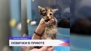 Новые пушистые обитатели появились в приюте «Сострадание НН»