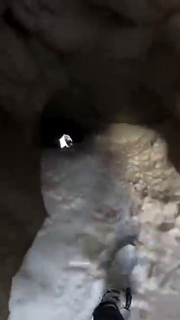 Mama Husky Saves Her Pup from Wolves Shorts HeroDog WildlifeRescue CuriousWolf animals [get.gt]