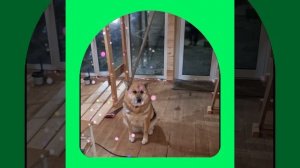 1000045724.mp4 (Собака наблюдает за устройством лестницы на 2 этаж в доме А-фрейм)