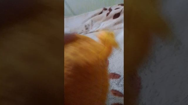 Пропажа б-р б-р патапима. смотреть онлайн