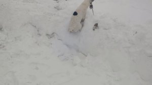 Барбоскин крысолов