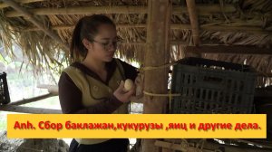 Anh Bushcraft. Сбор баклажан,кукурузы ,яиц и другие дела.