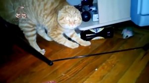 Limp Bizkit - My Way (Animal Cover) [4K]