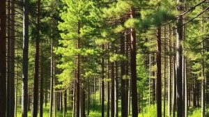 Звук природы: чарующее пение Зяблика в хвойном лесу