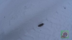 На вездеходе еду на Приваду