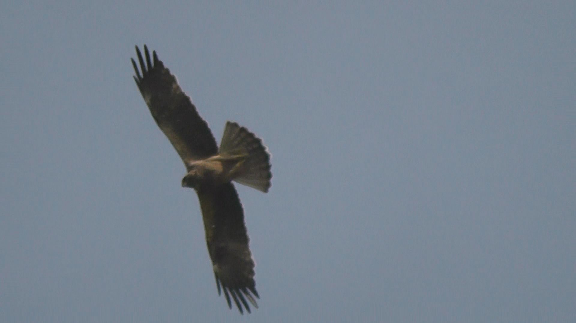 Ястреб поднял, орёл атаковал. голуби в небе смотреть онлайн
