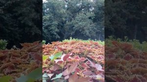 Ялта☀️__Ботанический сад🌳🌺__ Массандровский дворец🚗❤🛣