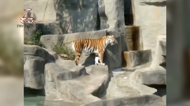 Korn - Thoughtless (Animal Cover) [4K]